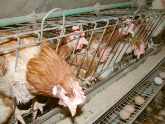 Proiecte de succes în Constanţa, finanţate prin Programul de Dezvoltare Rurală